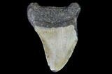 Partial, Megalodon Tooth - North Carolina #91692-2